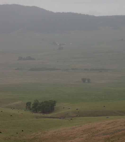 Cows on a Misty Hillside