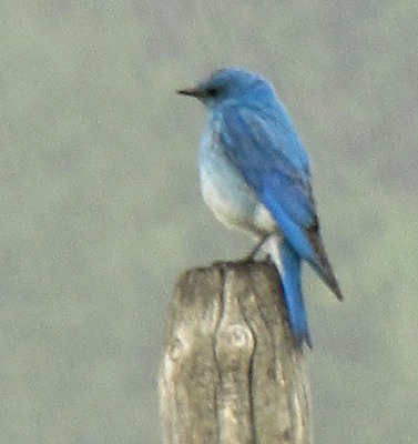 Mountain Bluebird (Sialia currucoides) in the Rain