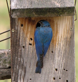 Montain Bluebird (Sialia currucoides) Sets Up Housekeeping