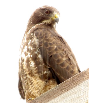 Red-tailed Hawk (Buteo jamaicensis) Peers for Prey From a Crossarm