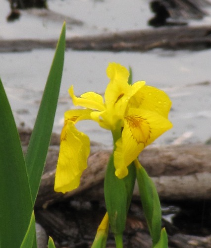 Yellow Iris (Iris pseudacorus) Invasive Weed at Pablo National Wildlife Refuge