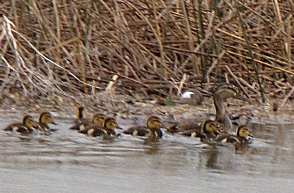  Mallard (Anas platyrhynchos) and Her Eight Ducklings