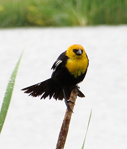 Yellowheaded Blackbird (Xanthocephalus xanthocephalus)