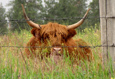 Wet Scottish Bull Between Preserves