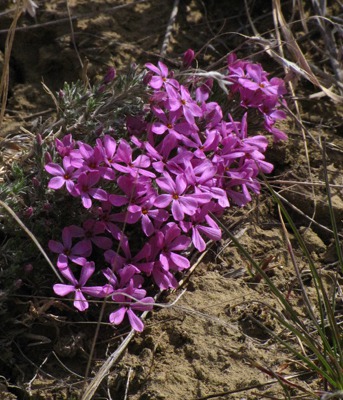 Purple Phlox (Phlox divaricata) Cluster
