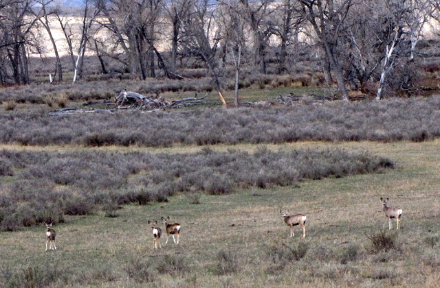 Mule Deer (Odocoileus hemionus) Along Big Porcupine Creek