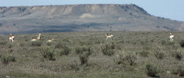 Antelope (Antilocapra americana) and Mesa on Big Porcupine Creek Road MT