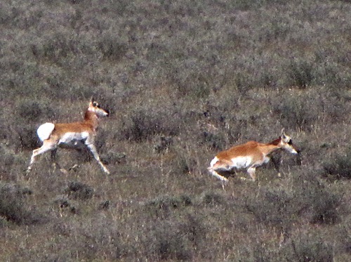 Antelope (Antilocapra americana) Decide to Amble On