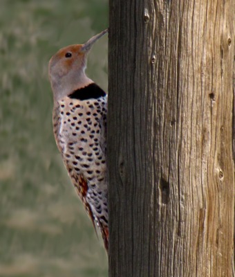 The Ingomar Northern Flicker (Colaptes auratus) in Central Park