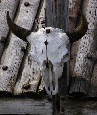 Cow Skull on the Bar Roof in Ingomar MT