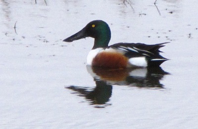 Northern Shoveler (Anas clypeata) Swims the Musselshell River MT