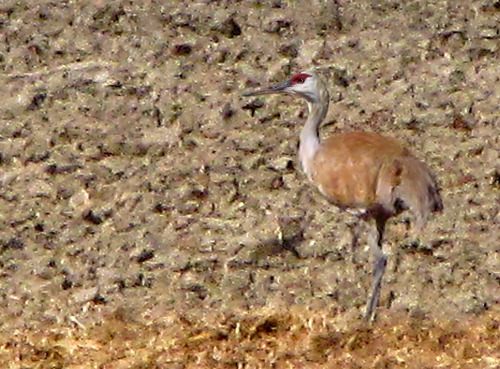 Sandhill Crane (Grus canadensis) Near the Musselshell River MT