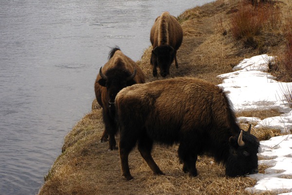 American Bison (Bison bison) Graze Along the Madison River 