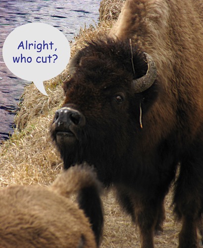 American bison (Bison bison) Questions