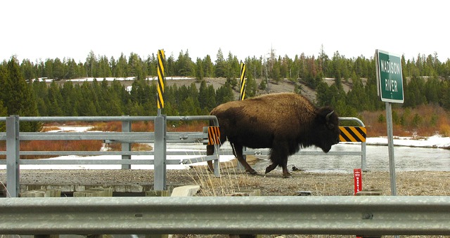 American bison (Bison bison) Considerately Uses A Bike Bridge