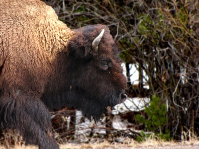 American bison (Bison bison) in the Brush