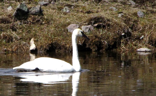 Trumpeter Swan (Cygnus buccinator) in the Madison River