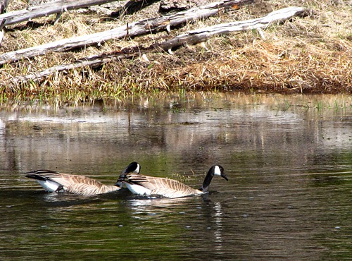 Canada Goose (Branta canadensis) Pair in the Madison River