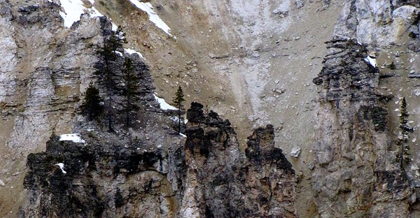 Grand Canyon of the Yellowstone Spires and Pines