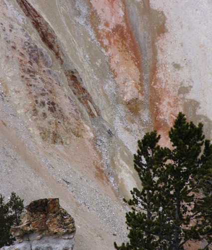 Color Band with Tree and Outcrop in the Grand Canyon of the Yellowstone