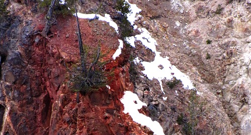 Dead Tree on a Red Outcrop in the Grand Canyon of the Yellowstone