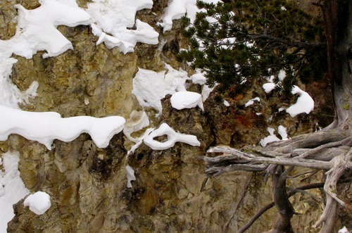 Roots and Canyon Snow Lace in the Grand Canyon of the Yellowstone River
