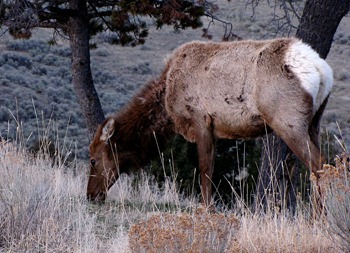 Cow Elk (Cervus canadensis) Grazing