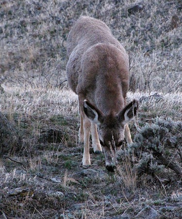Young Mule Deer (Odocoileus hemionus) Grazing at Dusk