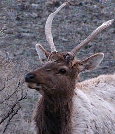 Spike Bull Elk (Cervus canadensis) Experiencing Grazingus Interuptus