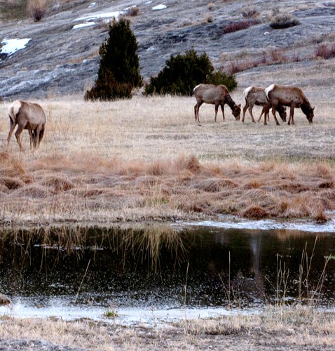 Elk (Cervus canadensis)and Pond at Dusk