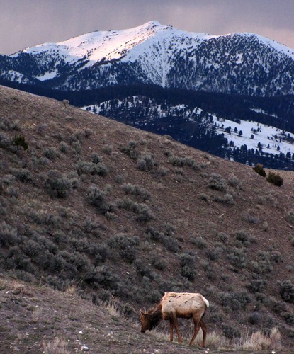 Elk (Cervus canadensis) and Sheep Mountain MT (elevation 10,462 feet)