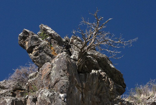 Dead Tree and Rock Along a Madison River Bluff