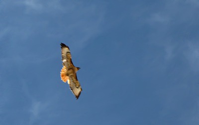 Red-tailed Hawk (Buteo jamaicensis) Wheels Overhead