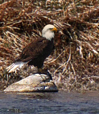 Bald Eagle (Haliaeetus leucocephalus) Rock in the Madison River