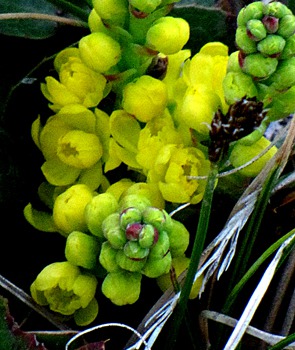 Oregon Grape (Mahonia repens)