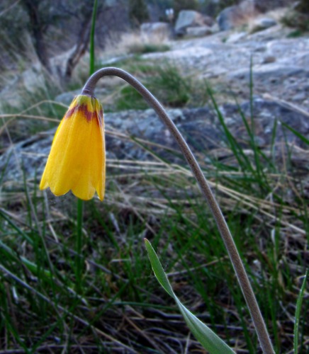 Yellow Bells (Fritillaria pudica)