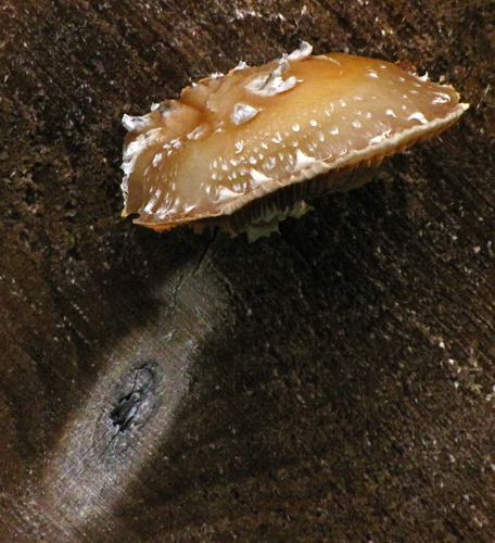 Mushroom on a Wet Stump End