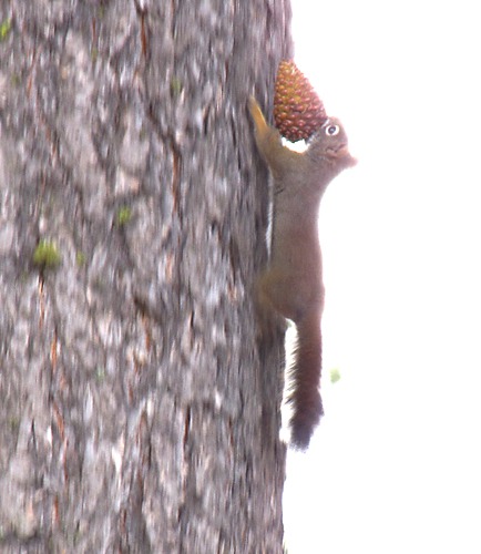 Squirrel Getting Ready for Winter Near Seeley Lake