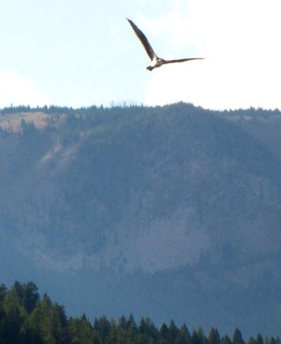 Osprey over the Blackfoot