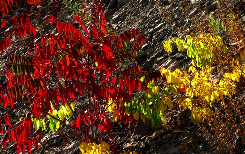 Red Staghorn Sumac and Yellow Dogbane on Rock Slide