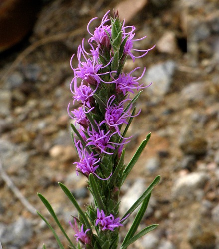 Gayfeather (Liatris lancifolia) Near Red Mountain