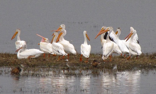Pelican Group, American White Pelican, Pelecanus erythrorhynchos 