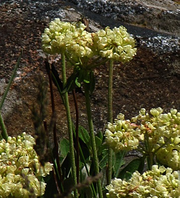 Buckwheat (Eriogonum speciosus) and Granite