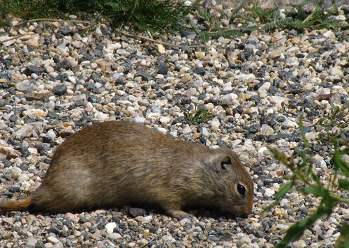 Wyoming Ground Squirrel (Urocitellus elegans) on the Path