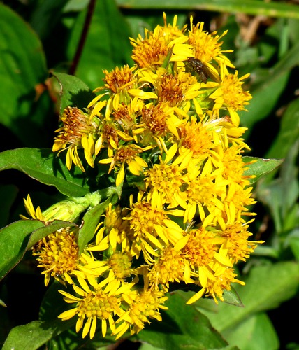 Goldenrod (Solidago) with Fly