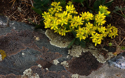 Wormleaf stonecrop (Sedum stenopetalum) and Lichen Rock