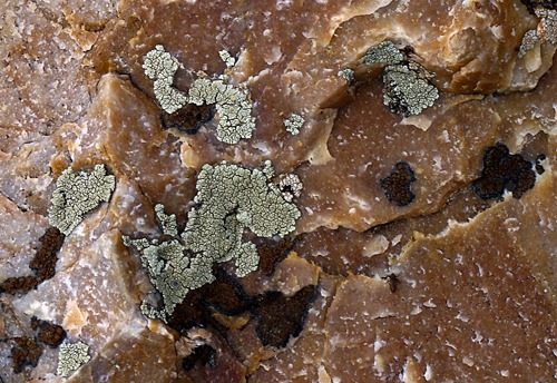 Marble Pattern with Lichen 