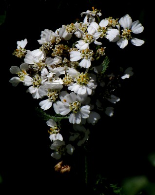 Yarrow (Achillea millefolium) 