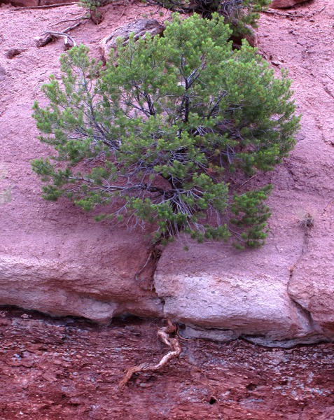 Tree Beats Rock in Red Sandstone Along CO HWY 131