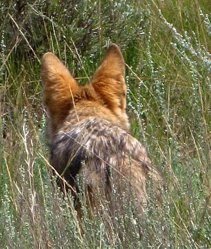 Coyote (Canis latrans) "Earing Up" some Prey in Black Canyon of the Gunnison National Park CO